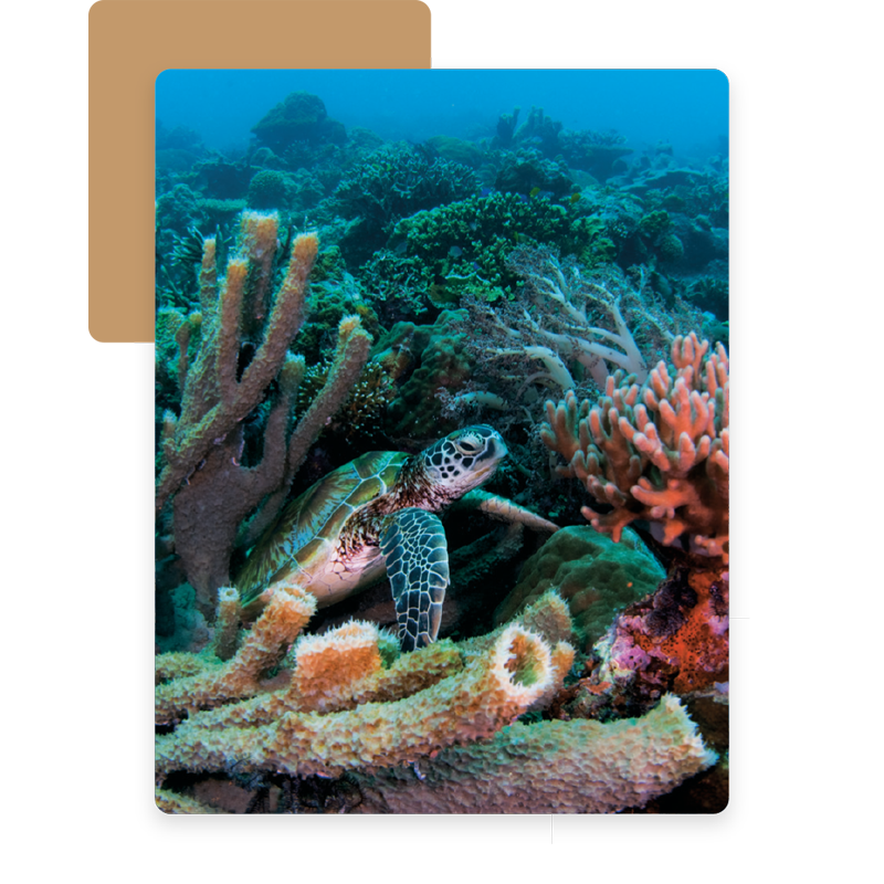 馬來西亞生活需要幫忙